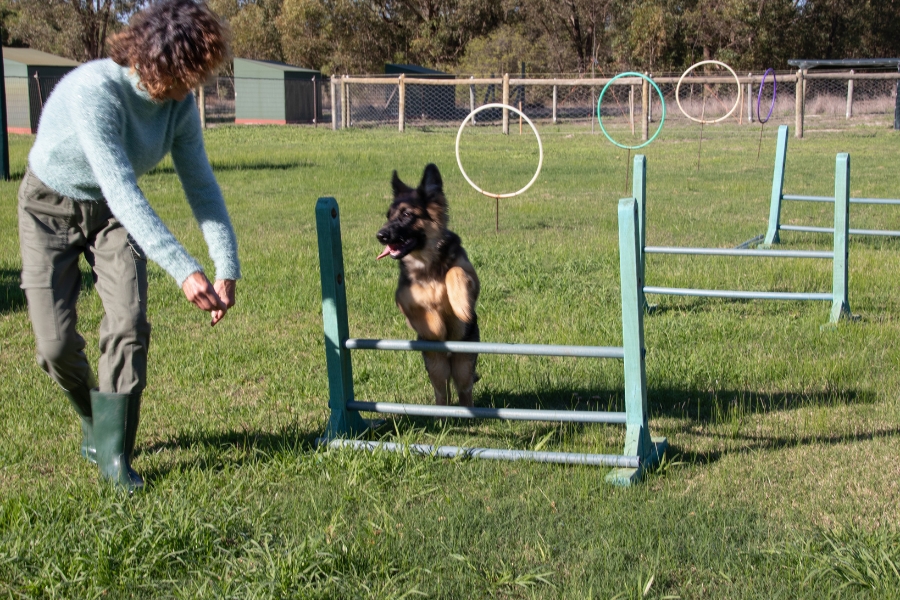 Why Choose a Kennel Why Choose a Kennel