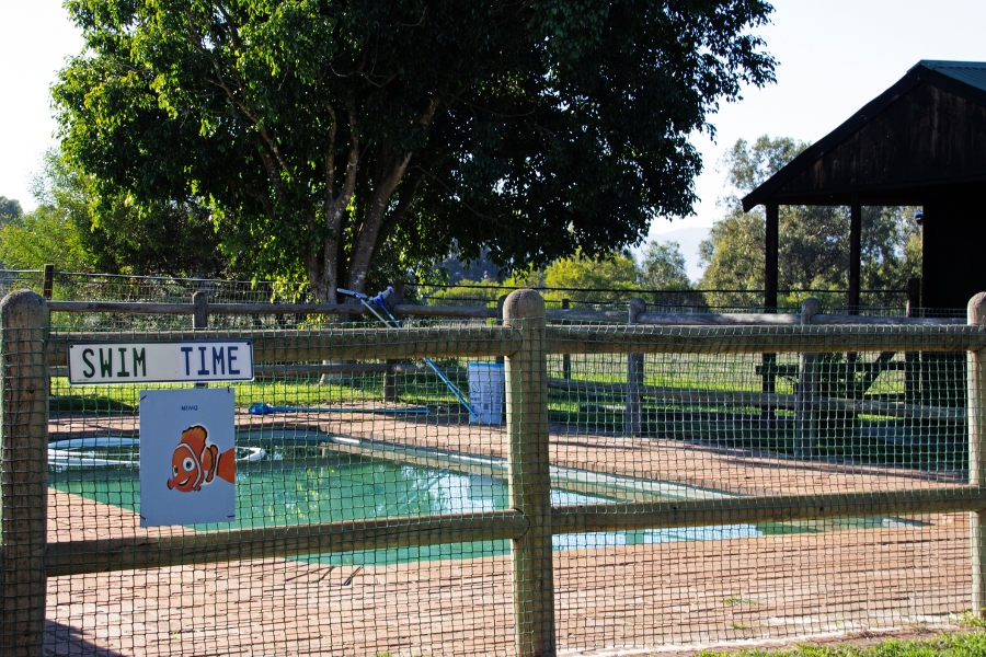 Why Choose a Kennel