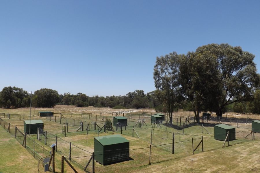 Why Choose a Kennel